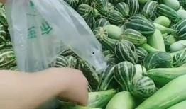 拉瓜头怎么吃,解锁独特风味，尽享美味佳肴