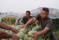 移民村直播吃瓜,一场别开生面的“吃瓜”盛宴