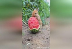 道具吃瓜兔子,揭秘神秘道具背后的奇幻之旅