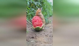 道具吃瓜兔子,揭秘神秘道具背后的奇幻之旅