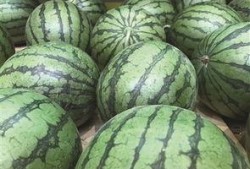 地瓜吃瓜视频,揭秘地瓜界的趣味生活