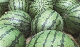 地瓜吃瓜视频,揭秘地瓜界的趣味生活