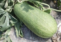 吃瓜哪个季节最好