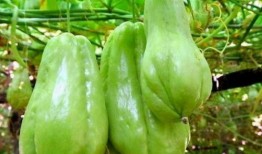 山鼠吃佛手瓜吗,揭秘它们对佛手瓜的喜爱之谜