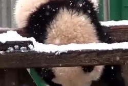吃瓜小熊精神,揭秘娱乐圈那些事儿