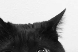 黑猫吃瓜头像女,女生视角下的趣味生活