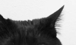 黑猫吃瓜头像女,女生视角下的趣味生活