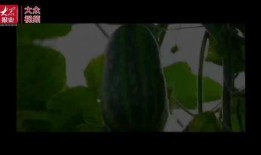 南昌吃瓜视频免费观看,免费畅享美食盛宴