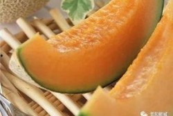 吃哈密瓜可以吃南瓜吗,同食相宜的夏日美味搭配