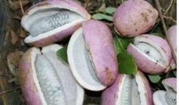 唐尼吃八月瓜,探寻民间美味新体验