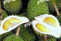 今天不吃瓜吃榴莲