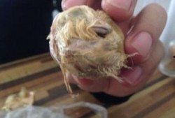 吃瓜吃出生理极端