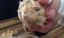 吃瓜吃出生理极端