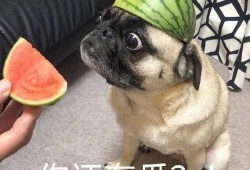 最近喝酒吃瓜事件,揭秘近期火爆的“喝酒吃瓜”事件背后真相