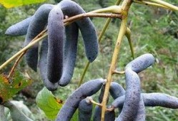 猫屎瓜怎么吃,探索美味食用的秘诀