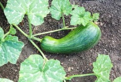 瓠瓜角瓜能一起吃吗,瓠瓜与角瓜的搭配食用指南