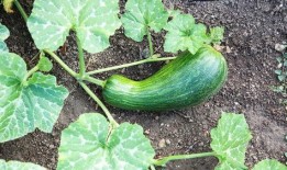 瓠瓜角瓜能一起吃吗,瓠瓜与角瓜的搭配食用指南