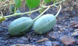 小角瓜可以呛着吃吗,挑战味蕾的新尝试