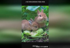 兔兔在吃瓜,一场与自然的亲密邂逅