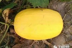 搅瓜咋吃,探索独特口感与营养的完美结合