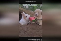 兔子兔子吃瓜,欢乐吃瓜时光