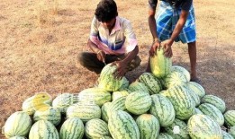 梦见摘大黑瓜吃