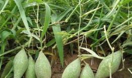 梦见别人吃羊角瓜,揭秘梦中羊角瓜的神秘寓意