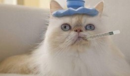 猫咪可以吃雪梨瓜吗,雪梨瓜的适宜性探讨