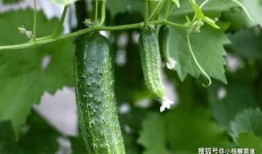 现在大家都在哪里吃瓜