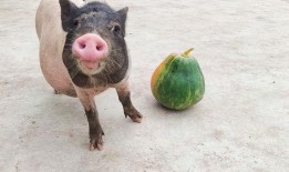 猪可以吃瓜吗