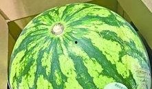 武汉市吃瓜