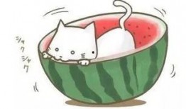 遇见吃瓜小说,一场穿越时空的美食冒险