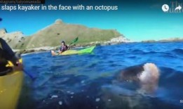 吃瓜广东海洋,探寻广东海洋美食文化之旅