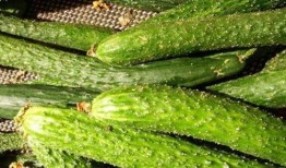 富贵吃瓜,揭秘娱乐圈的甜蜜与苦涩