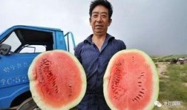 大瓜怎样吃,解锁美味新境界