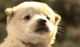 吃瓜源头.中国狗头,中国狗头背后的故事与影响