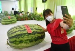 最高荣誉吃瓜群众,揭秘娱乐圈风云