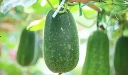 吃瓜的矮冬瓜,揭秘瓜界趣闻