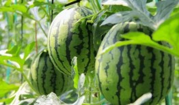 我种瓜你吃瓜,共享种植乐趣，共享丰收喜悦