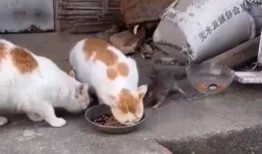 带你吃瓜奇葩老鼠,吃瓜群众眼中的奇葩老鼠传奇