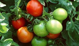 番茄吃瓜十八小说,十八小说中的异世界之旅