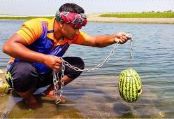 吃瓜捕鱼,趣味盎然的休闲游戏体验