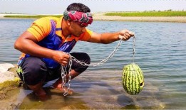 吃瓜捕鱼,趣味盎然的休闲游戏体验