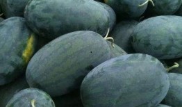 斗鱼亭宝吃瓜,揭秘网络红人的幕后故事