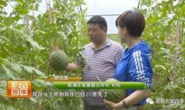 老张卖瓜吃,瓜农自食其力，传承农耕文化