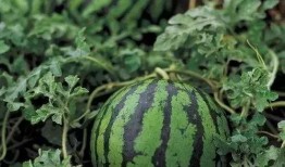 看瓜可以吃吗,看瓜也能解馋？揭秘瓜果的食用奥秘