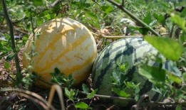 斤斤吃瓜,揭秘娱乐圈的甜蜜与苦涩