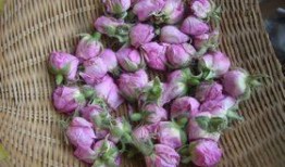 玫瑰快穿嘎嘎吃瓜,嘎嘎吃瓜，穿梭时空的甜蜜冒险