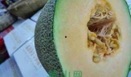 哈密瓜吃美食,甜蜜滋味，尽享舌尖盛宴