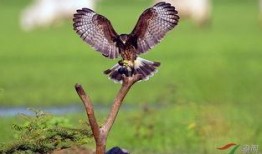 鸢鸢吃瓜,揭秘娱乐圈的甜蜜与苦涩